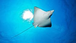 Kuredu Island - Maldives. Dive Centre. Manta diving sites.